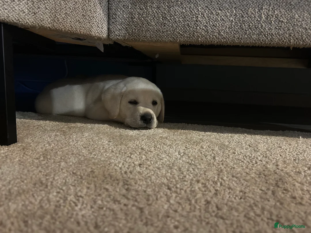 Labrador Retriever honden te koop: Super mooie gele labrador pups - Advertentie 3