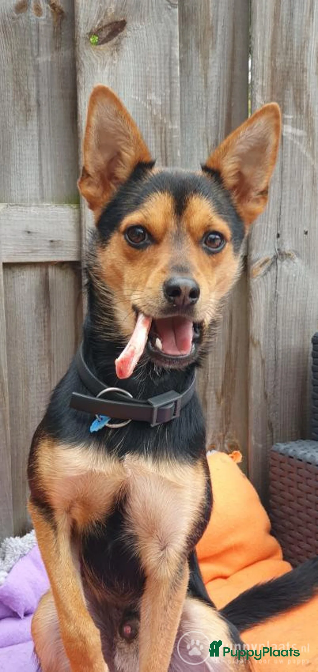 Kruising honden ter dekking: Dekrue aangeboden in Almelo - Advertentie 11