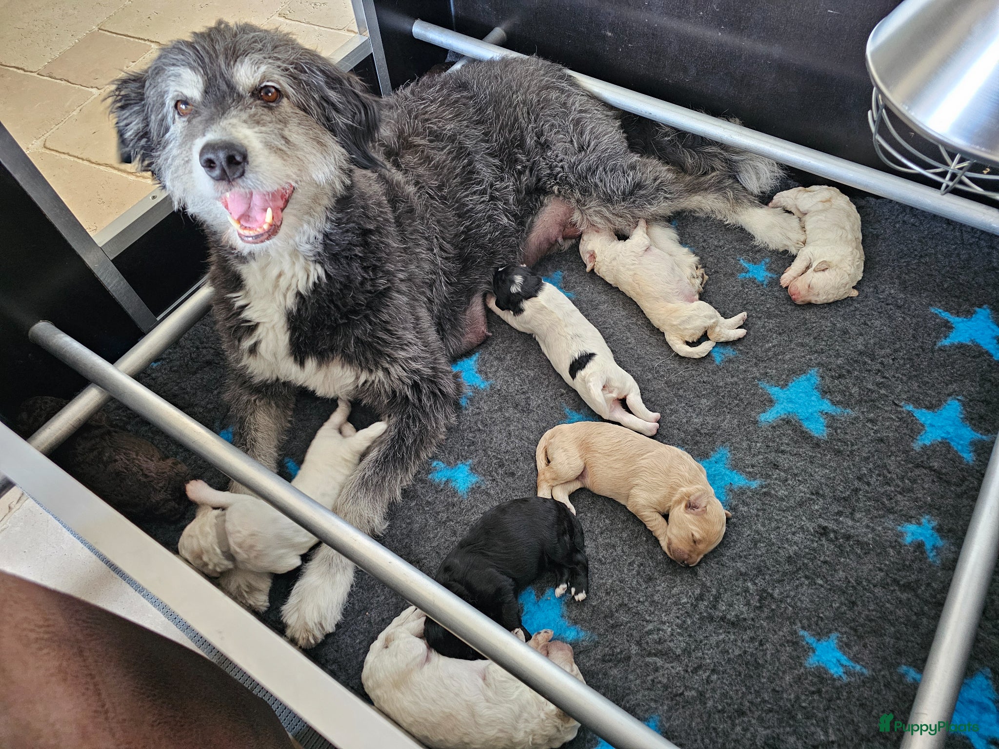 Kruising honden te koop: Leuke medium doodle pups zoeken gouden mandje! - Advertentie 1