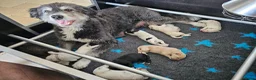 Kruising honden te koop: Leuke medium doodle pups zoeken gouden mandje! - Advertentie 1