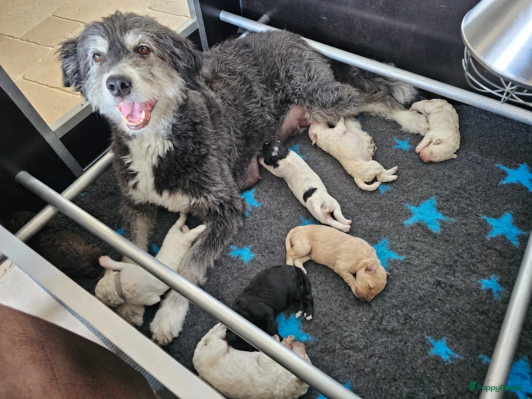 Kruising honden te koop: Leuke medium doodle pups zoeken gouden mandje! - Advertentie 1