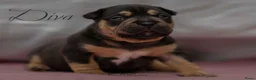 Amerikaanse Bully honden te koop: American Bully pocket pups verwacht geteste ouders - Advertentie 21