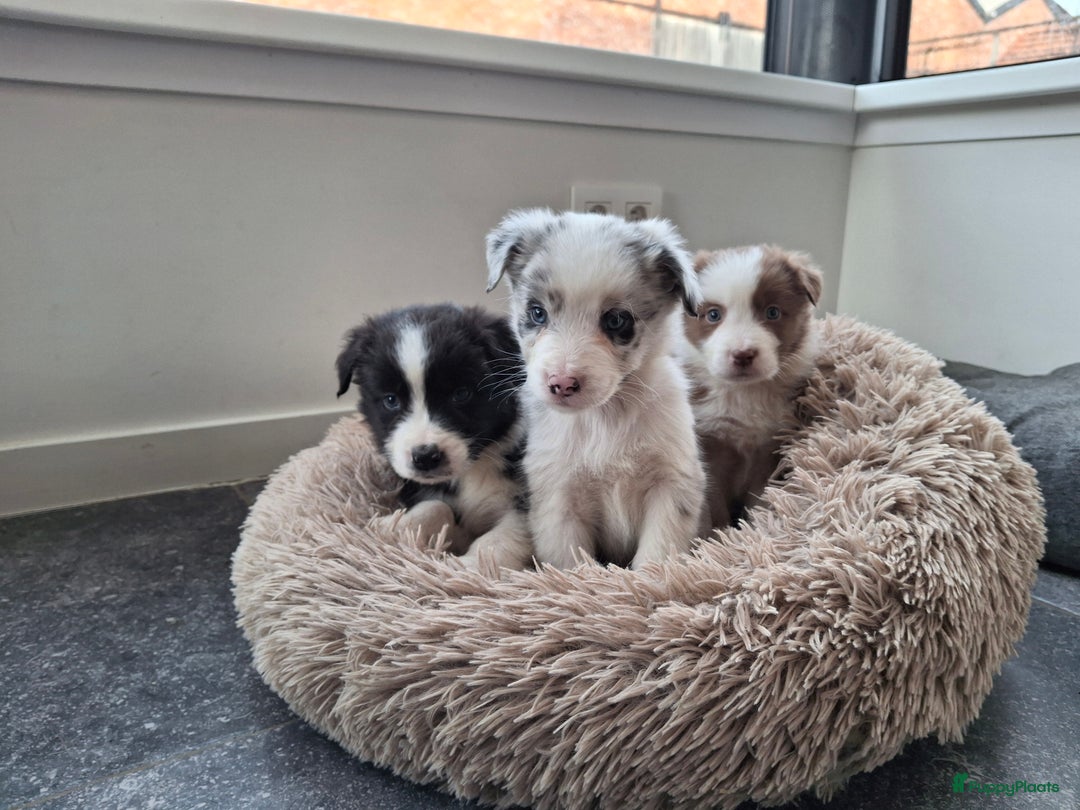 Australian Shepherd honden te koop: Raszuiver Australian Shepherd pups op de boerderij - Advertentie 5