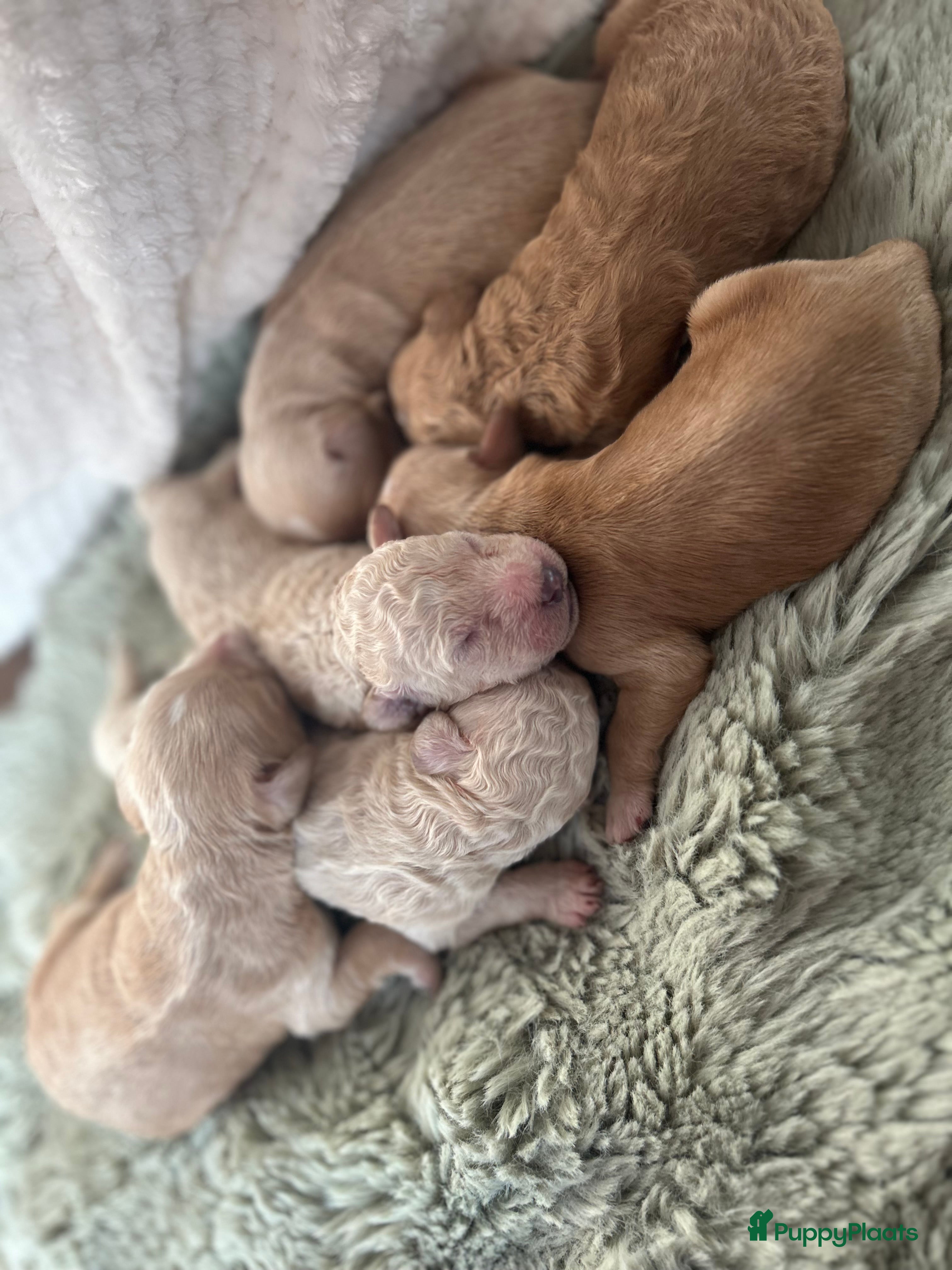 Australian Labradoodle honden Medium Cobberdog/Australian Labradoodles geboren! - Advertentie 3