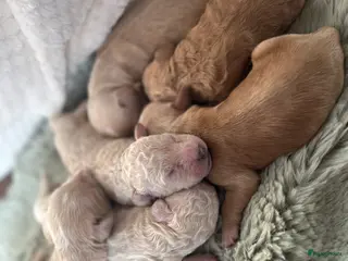 Australian Labradoodle honden Medium Cobberdog/Australian Labradoodles geboren! - Advertentie 3