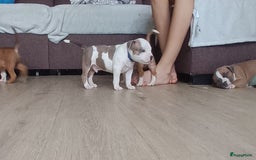 American Staffordshire Terriër honden te koop: beautiful Puppies for sale   - Afbeelding 9