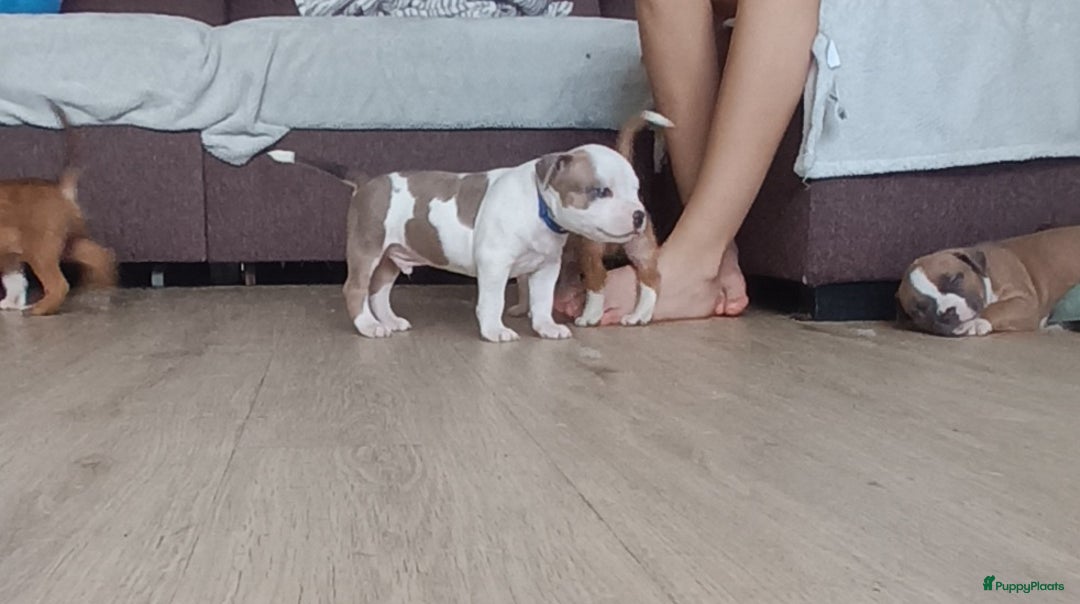 American Staffordshire Terriër honden te koop: beautiful Puppies for sale   - Afbeelding 9