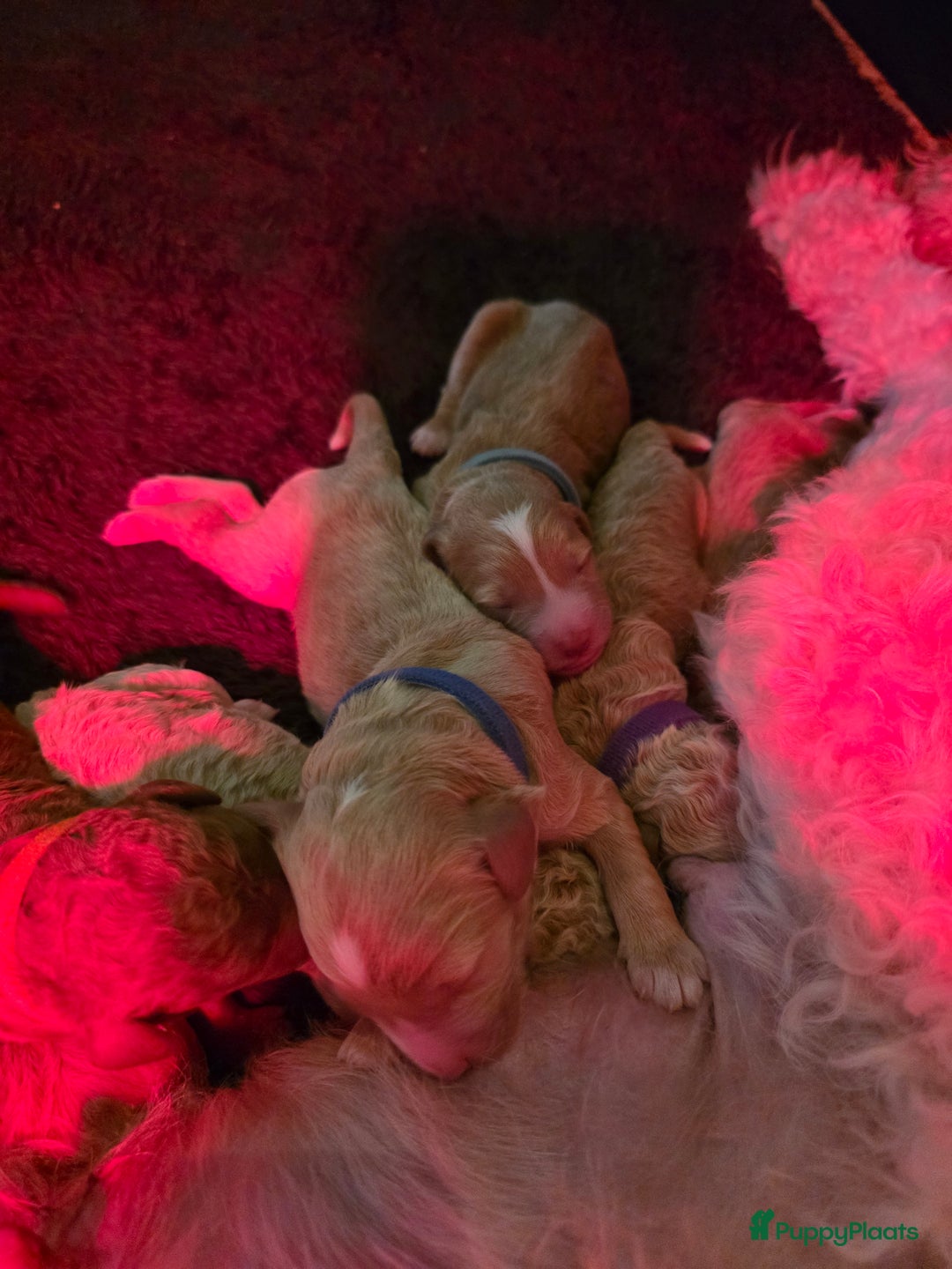 Goldendoodle honden te koop: 🐶 Goldendoodle pups medium - Advertentie 6