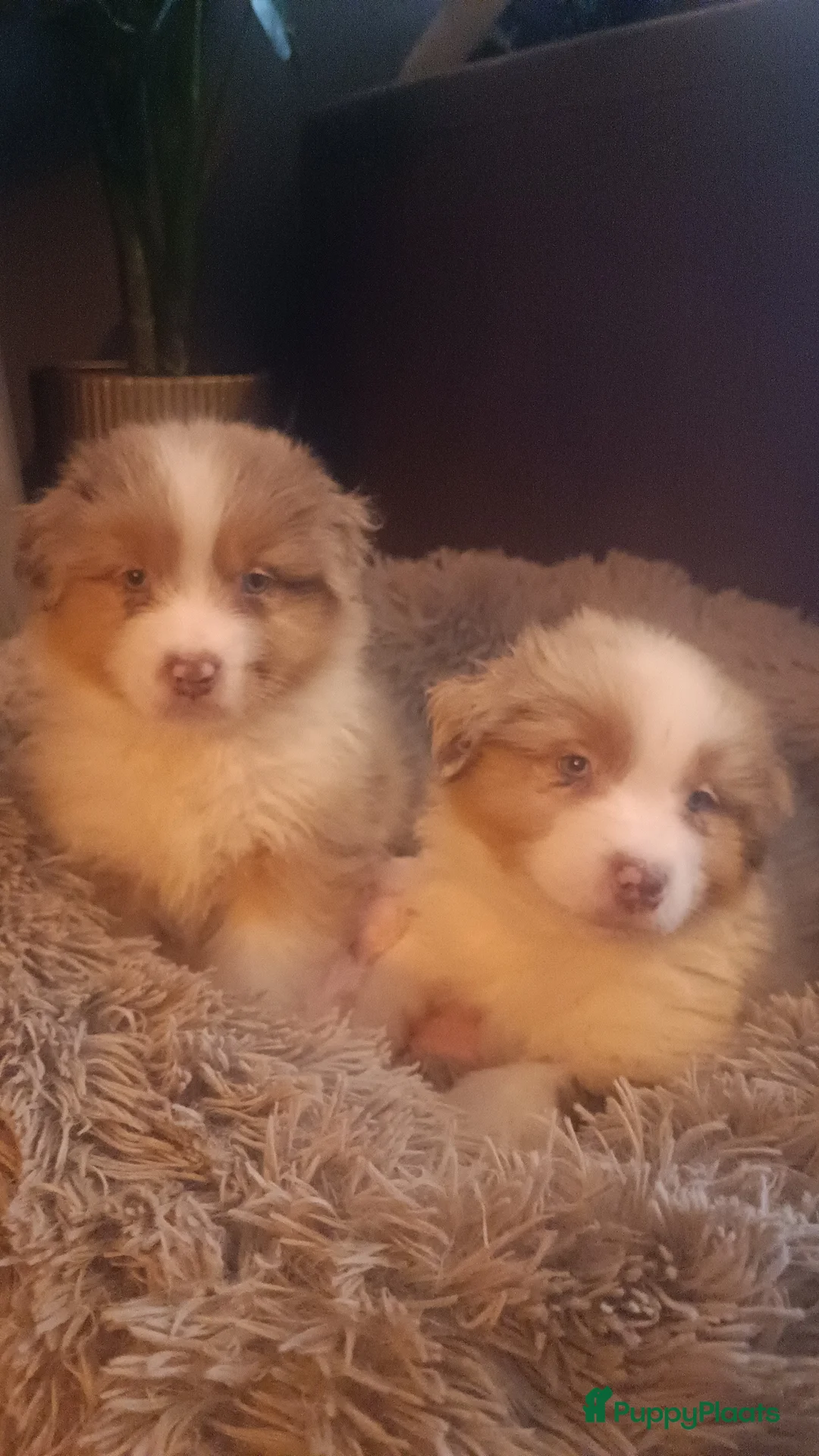 Australian Shepherd honden te koop: Geweldige Australian Shepherd pups  - Advertentie 10
