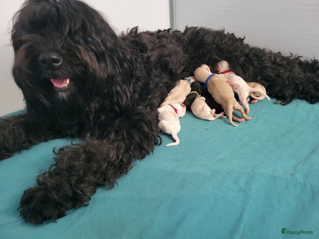 Barbet honden te koop: Prachtige barbet puppy's in Den Ham - Afbeelding 2