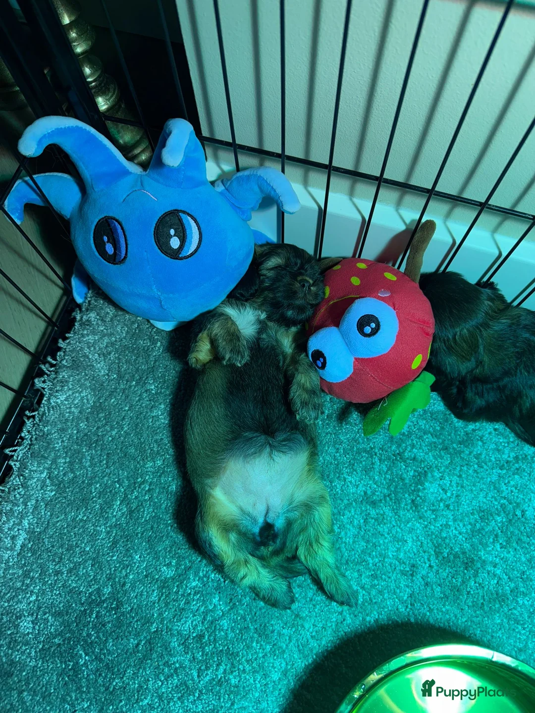 Havanezer honden te koop: Havanezer pup - Advertentie 8