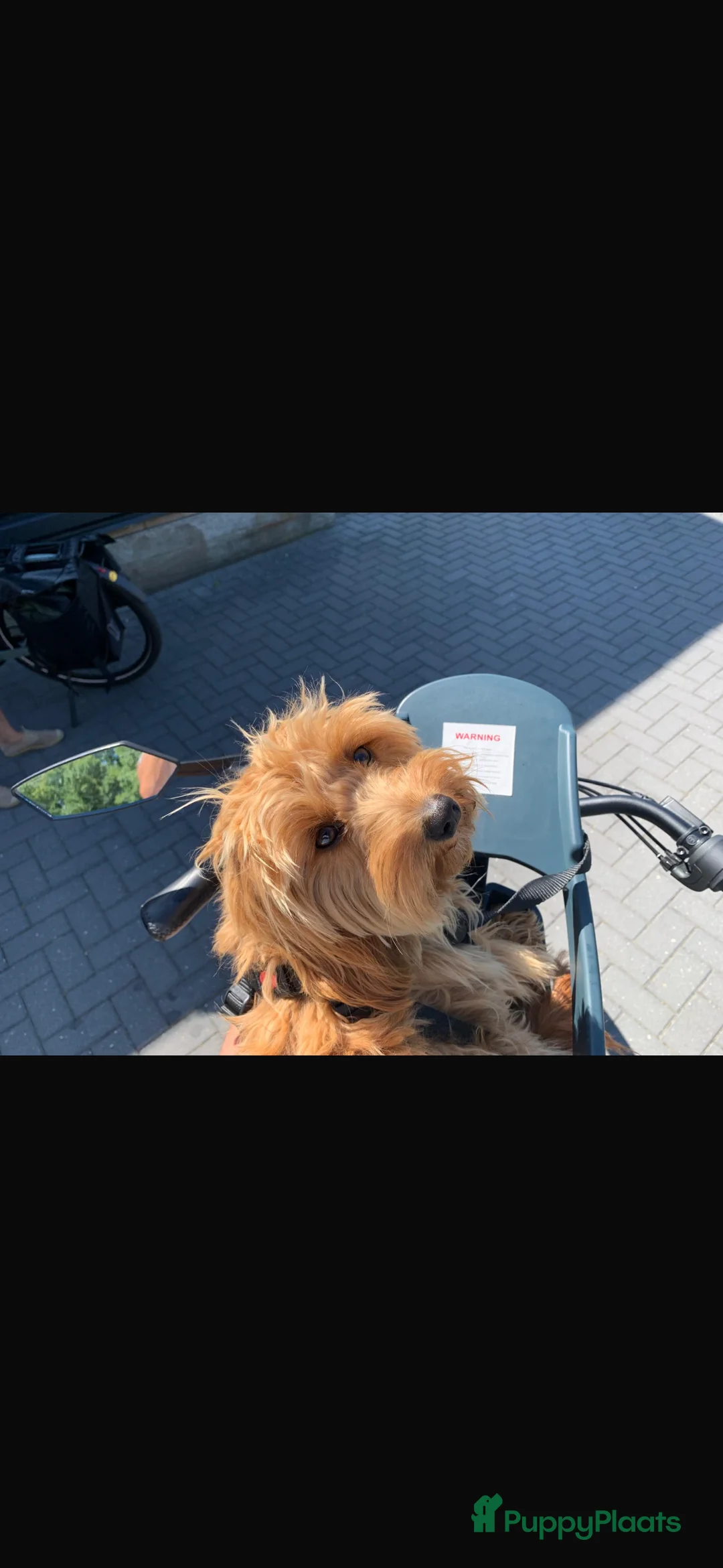 Goldendoodle honden te koop: Prachtige goldendoodle mini s  - Advertentie 13