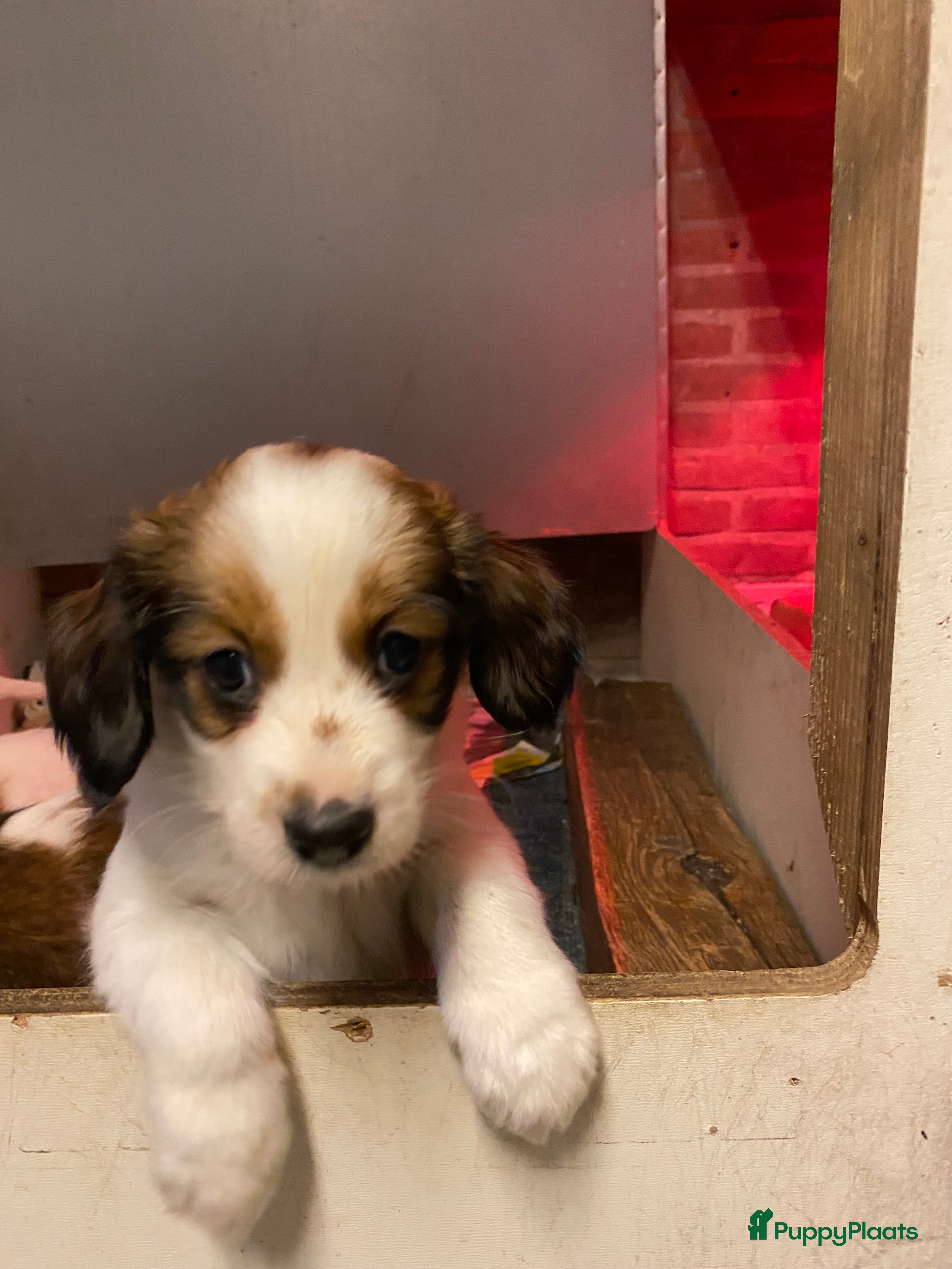 Kooikerhondje honden Kooiker reutje 6 weken - Advertentie 1