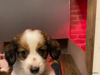 Kooikerhondje honden Kooiker reutje 6 weken - Advertentie 1