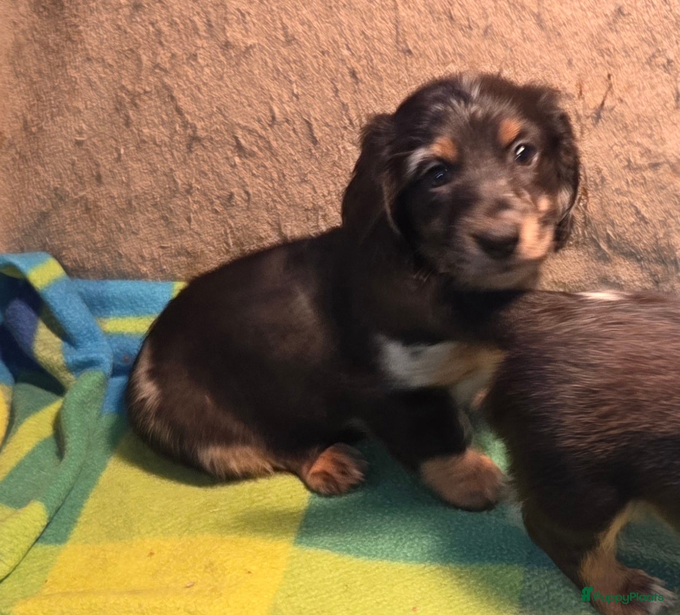 Teckel (langhaar) honden Schitterende Dwergteckels langhaar - Advertentie 1