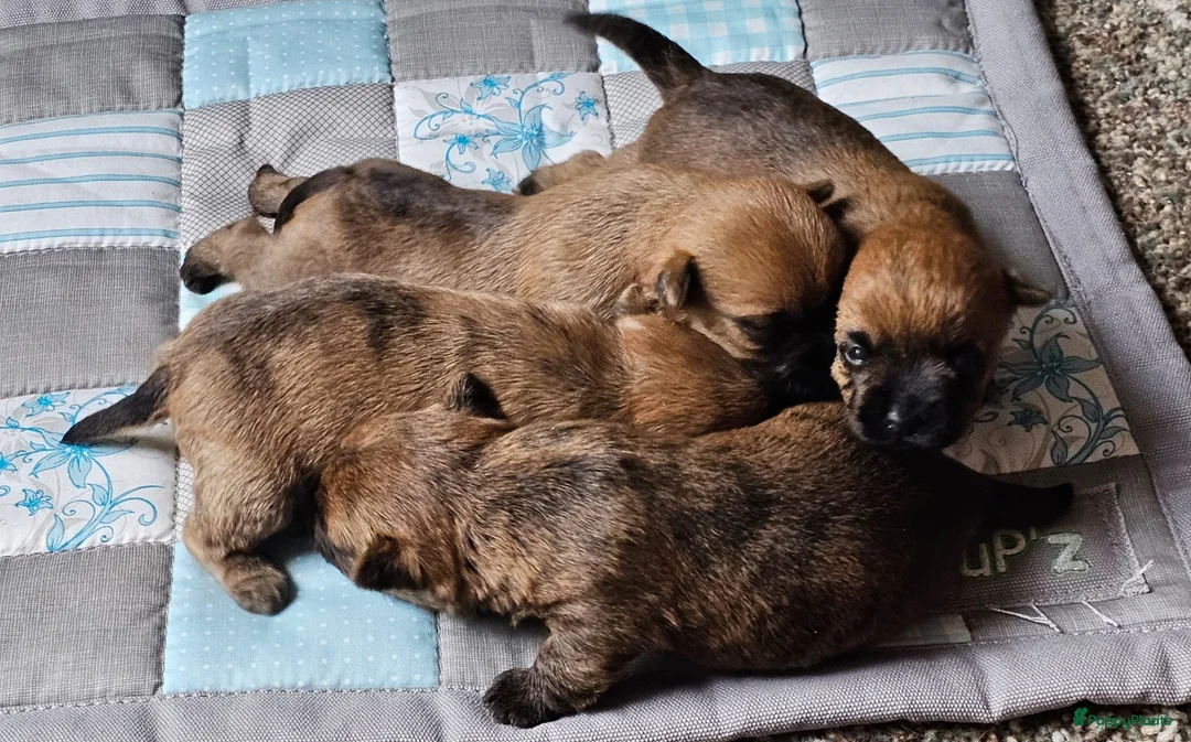 Cairn Terriër honden te koop: MacBuff Cairn Terriers  - Advertentie 5