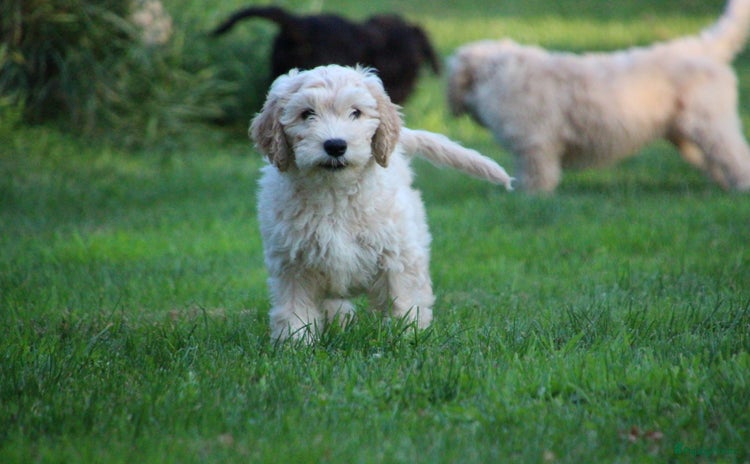 Barbet honden - Advertentie 2
