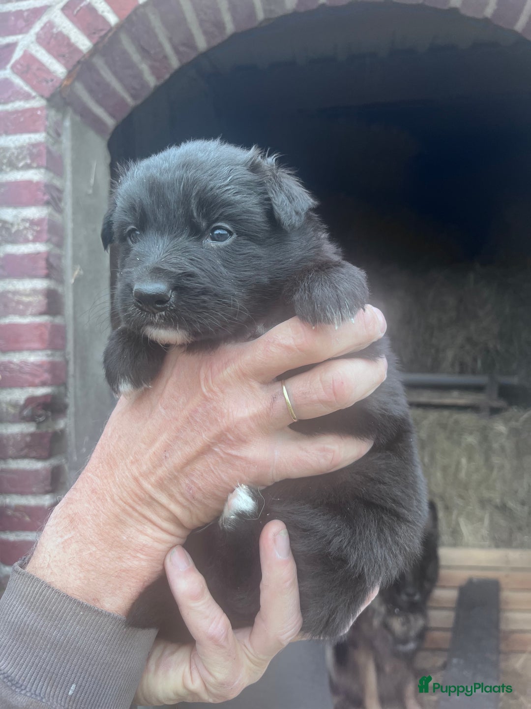 Kruising honden te koop: Lieve duitse herder x border collie pups - Advertentie 9