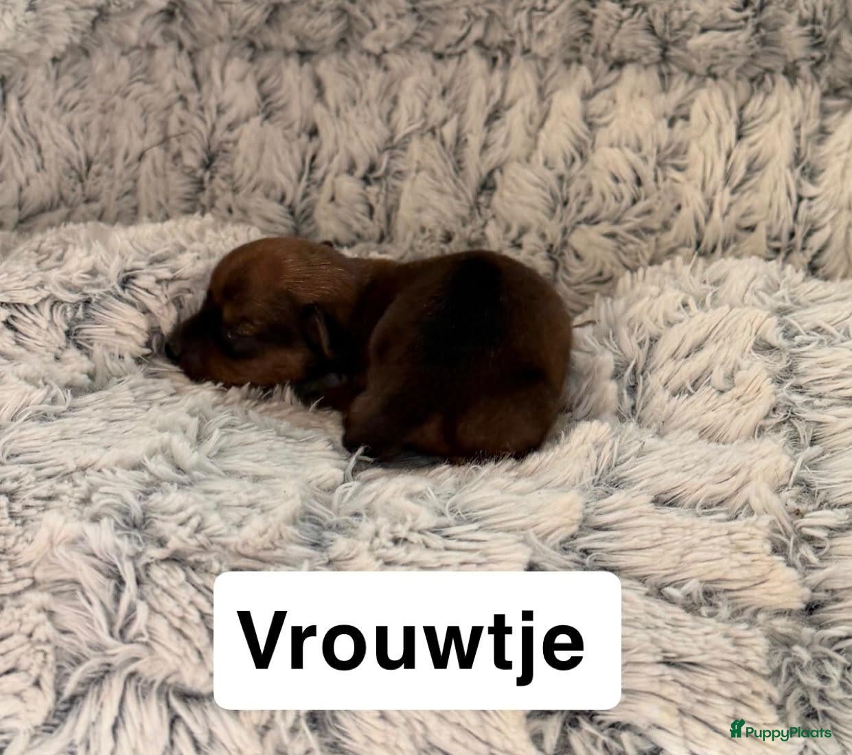 Kruising honden te koop:  Dwergpincher x Chihuahau X Kaninchenteckel pups. - Advertentie 6