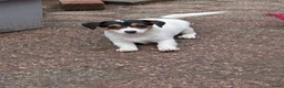 Jack Russel Terriër honden te koop: Nog 4 lieve Jack Russell pups met stamboom  - Advertentie 6