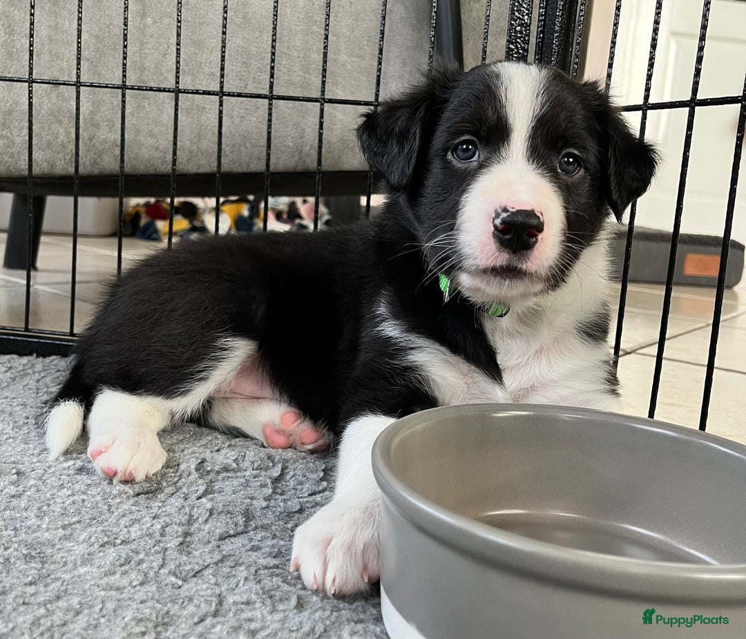 Border Collie honden te koop: Border Collie reutje zoekt liefdevol huisje - Advertentie 2