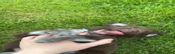 Kruising honden te koop: Prachtige pups Heidewachtel/ Australian Shepperd - Advertentie 5