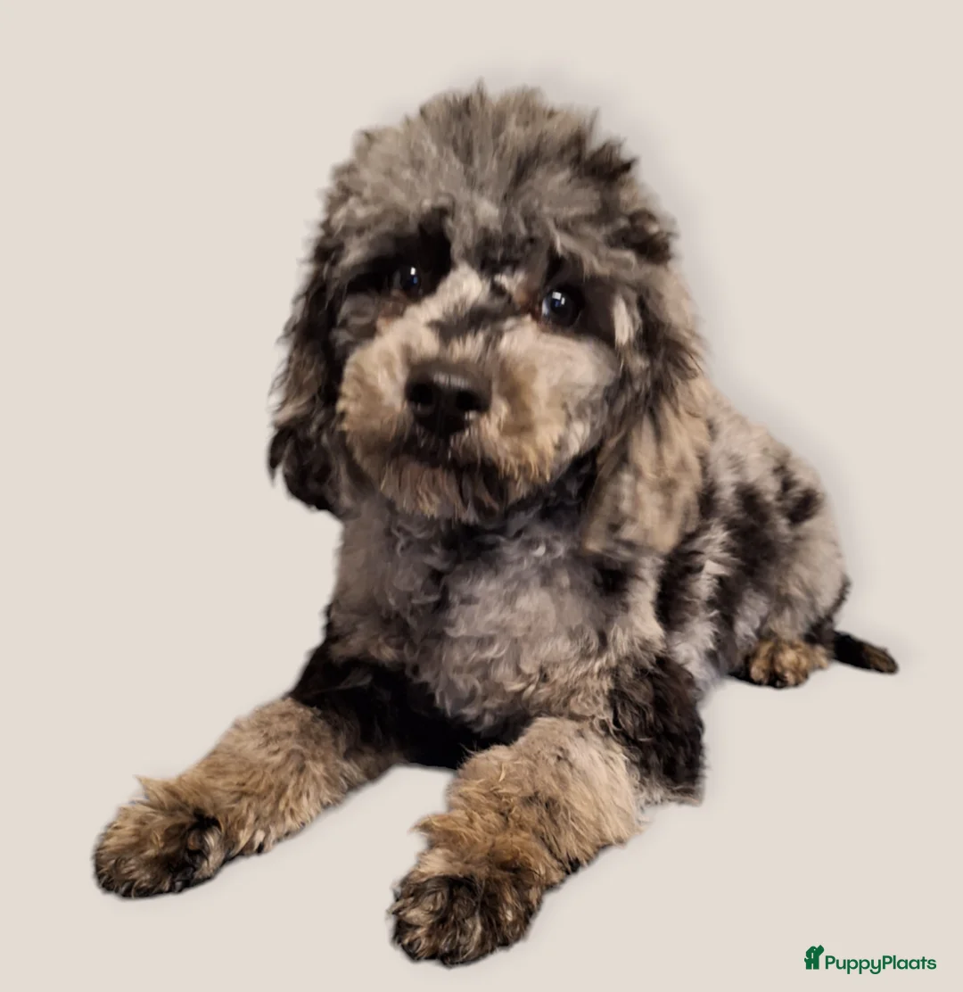 Dwergpoedel honden ter dekking: merle dekreu dwergpoedel in Budel - Advertentie 5