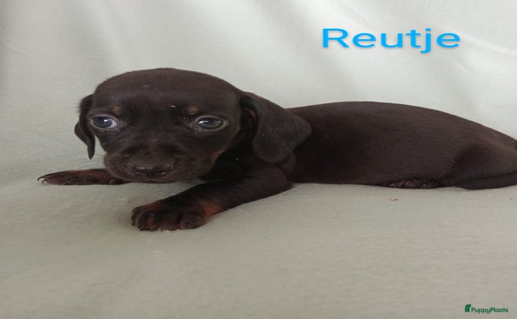 Teckel (korthaar)  honden - Advertentie 1