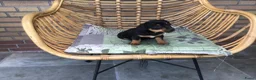 Jack Russel Terriër honden te koop: Mooie lieve Jack Russel puppy’s  - Advertentie 5