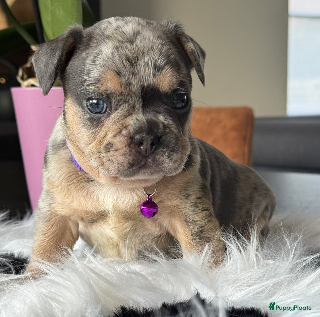 Franse Bulldog honden te koop: Prachtig Blue Merle Tan reu Franse Bulldog pups  - Afbeelding 6