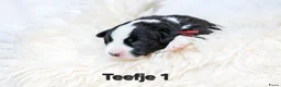 Welsh Corgi Cardigan honden te koop: Cardigan Welsh Corgi pups - Advertentie 8