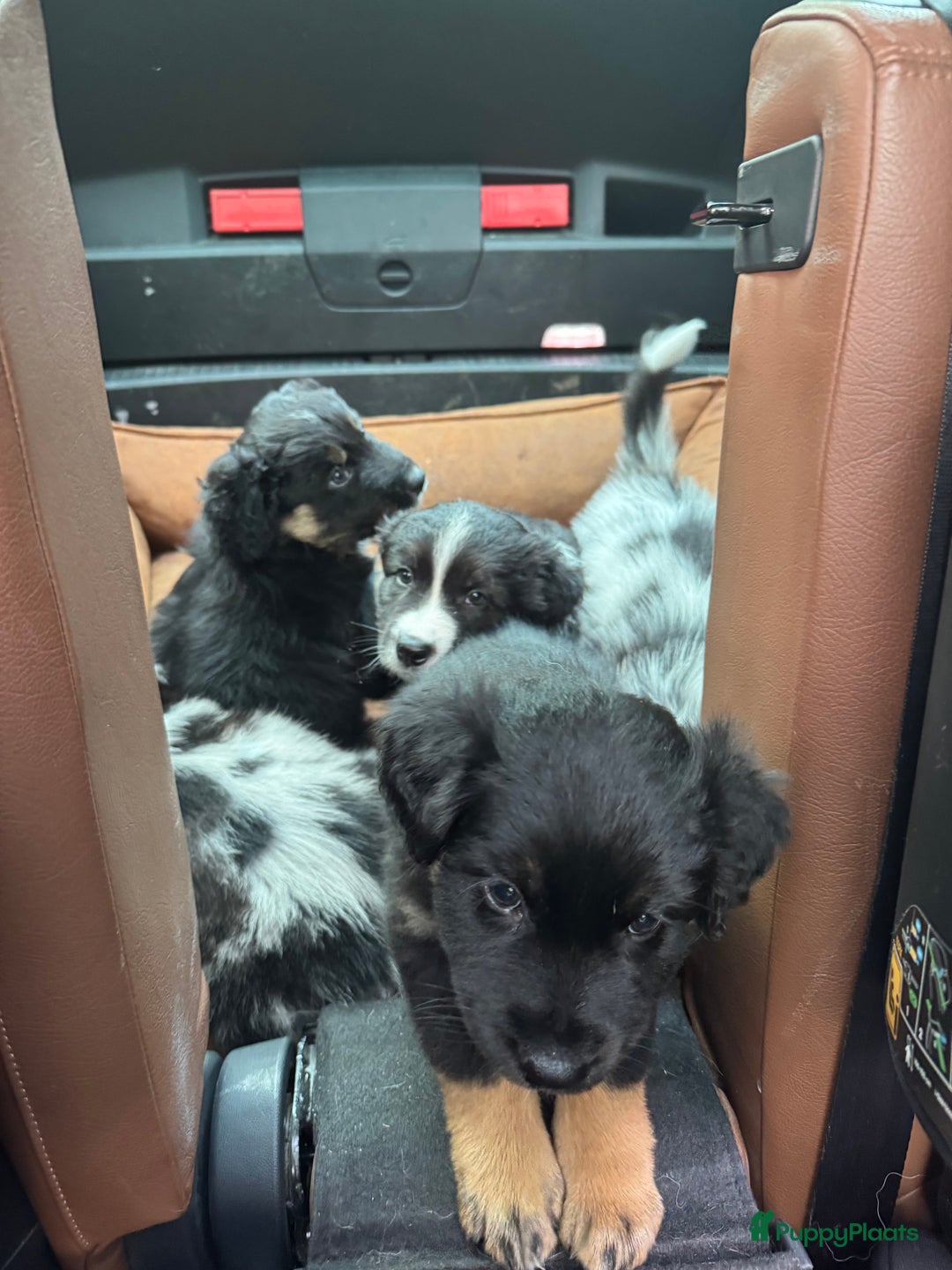 Australian Shepherd honden te koop: Prachtig en gezond nestje Australian Shepherds  - Advertentie 22