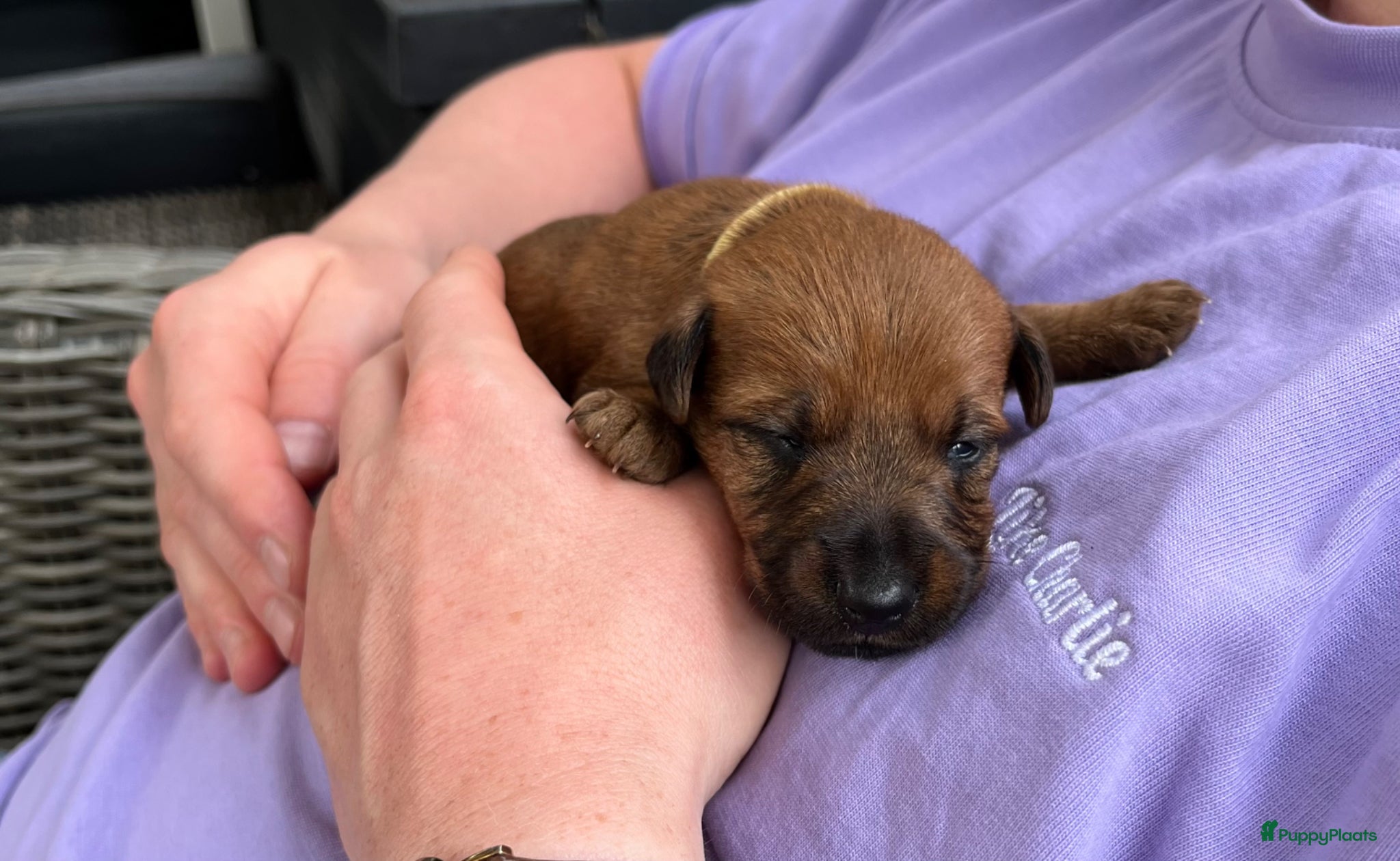 Ierse Terriër honden te koop: Pups Ierse Terriër met stamboom - Advertentie 4