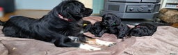 Kruising honden te koop: Kruising Engelse cockerspaniel pups.  - Advertentie 5