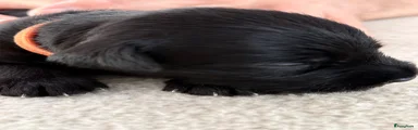 Dwergschnauzer 2