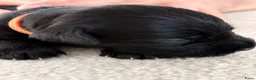 Dwergschnauzer honden te koop: Dwergschnauzer zwart  - Advertentie 5