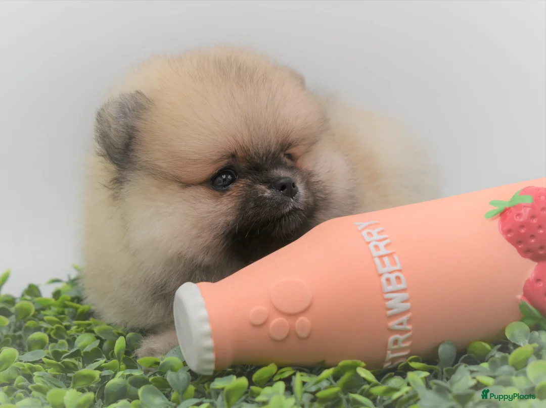 Galerij afbeelding {{count}}