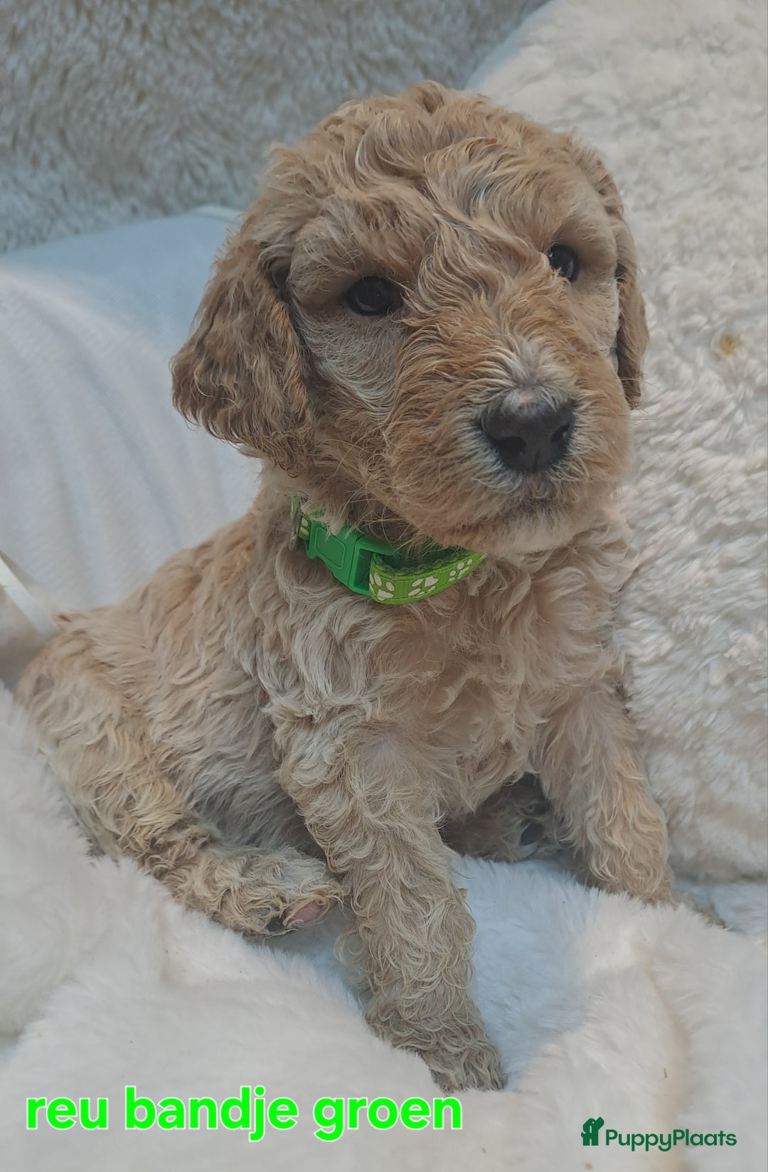 Australian Labradoodle honden te koop: Prachtige australian doodles pups  - Advertentie 9