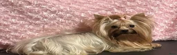Biewer Terrier honden te koop: Classic Yorkshire teefje - Advertentie 1