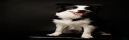 Border Collie honden te koop: 6 border collie pups te koop - Advertentie 1