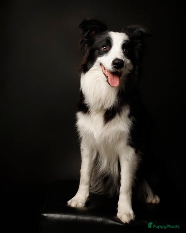 Border Collie honden - Advertentie 1