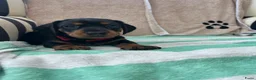 Teckel (korthaar)  honden te koop:  Prachtige standaard korthaar teckels pups  - Advertentie 20