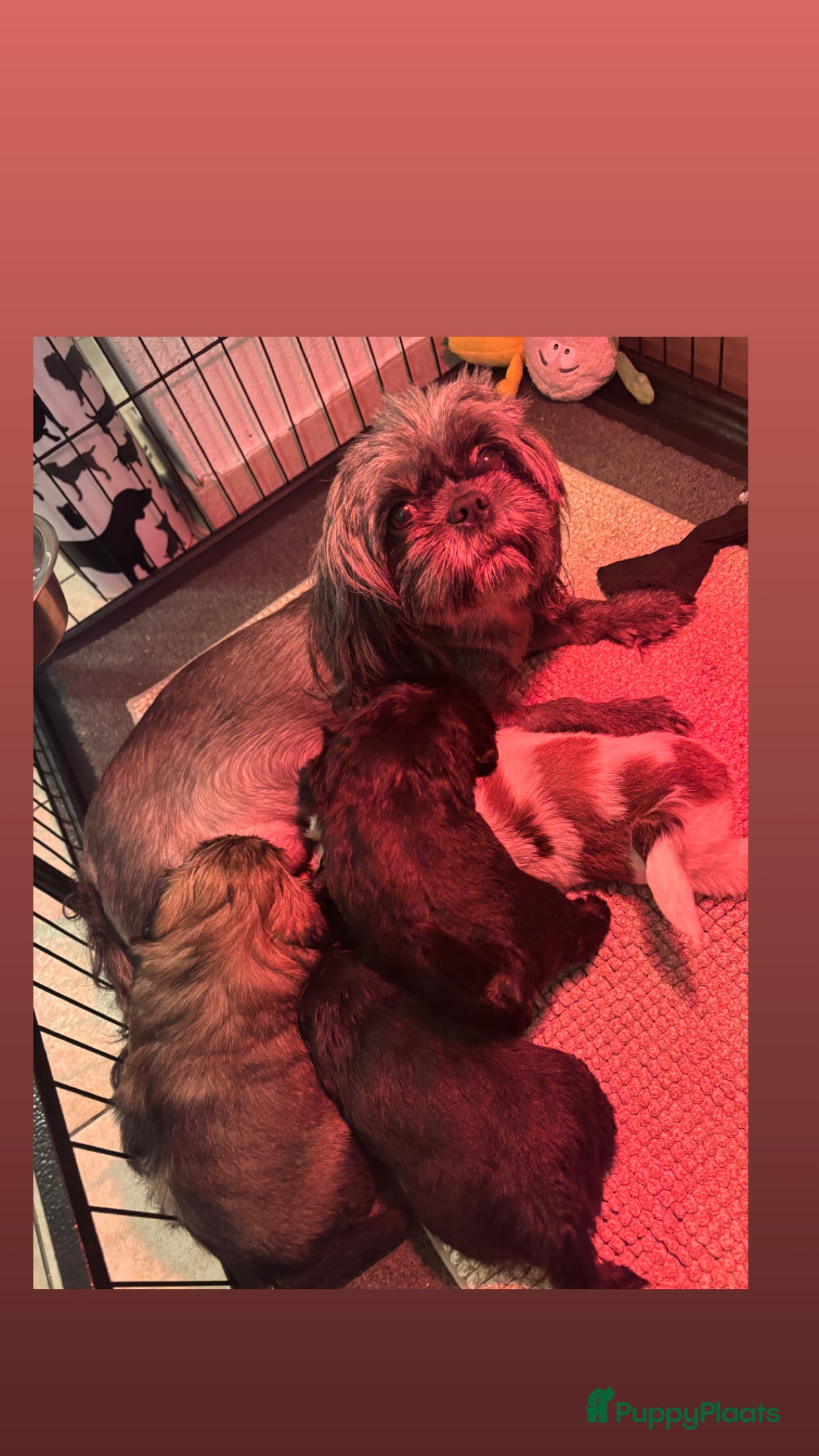 Shih Tzu honden Shih Tzu pups in Tilburg - Advertentie 18