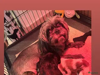 Shih Tzu honden Shih Tzu pups in Tilburg - Advertentie 18