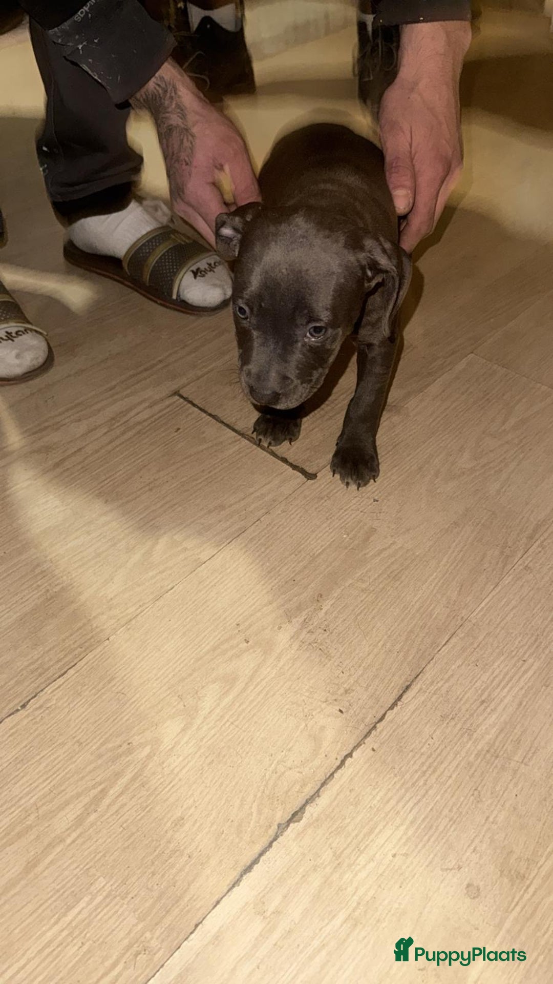 Pitbull Terriër honden te koop: Puppy for sell - Advertentie 3