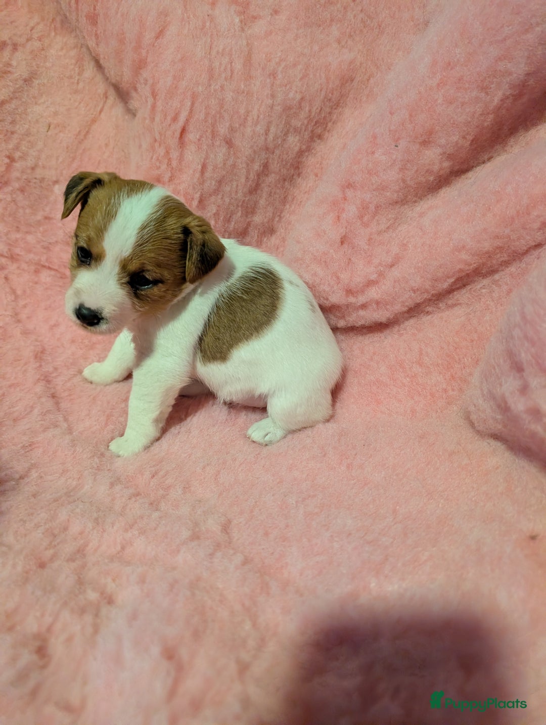 Jack Russel Terriër honden te koop: Jack Russell pups met stamboom  - Advertentie 6