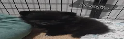 Pomeriaan honden te koop: Pomeriaan  - Advertentie 5