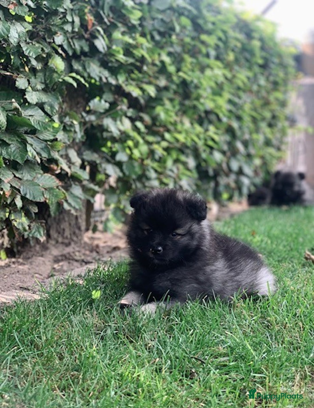 Keeshond honden te koop: Wolfsgrijze keeshond pups - Advertentie 2