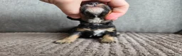 Poedel Toy honden te koop: Toypoedel pups voor Show of Huishond - Advertentie 20