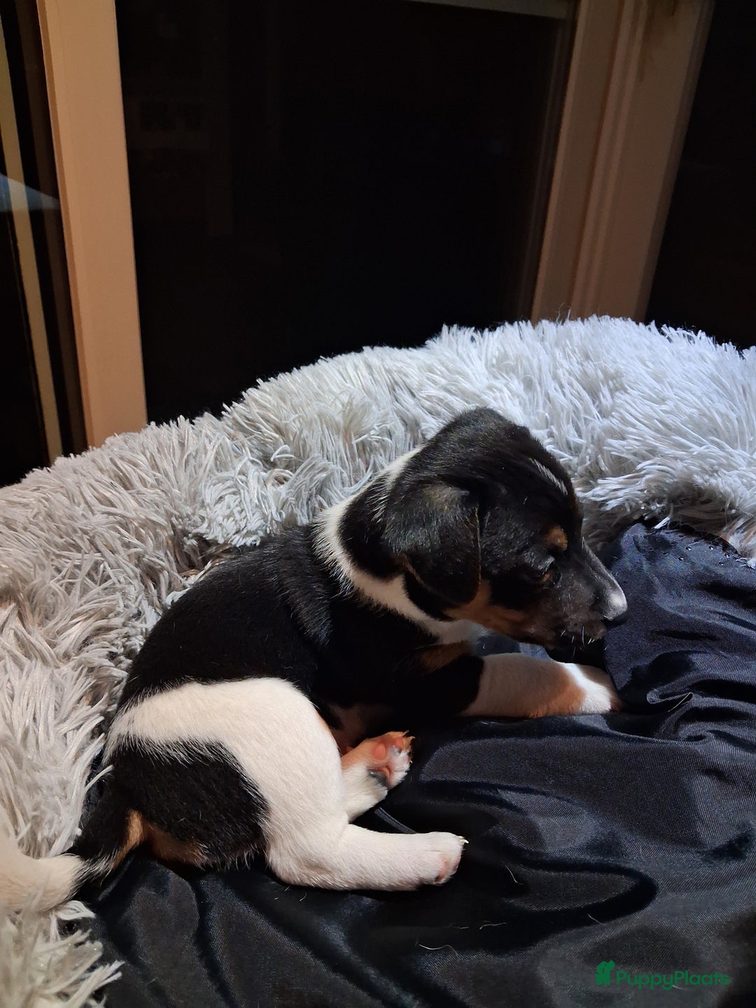 Jack Russel Terriër honden te koop: Jack russelpups opgevoed in gezin met 2 kids - Advertentie 10